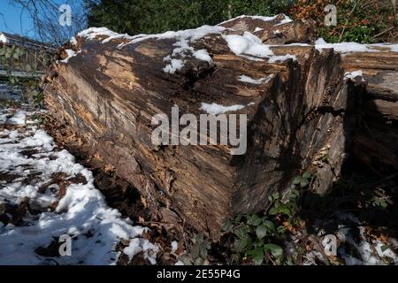 Vecchio tronco d'albero coperto di neve e intemperie che giace a terra a Reading, Berkshire, Inghilterra, Regno Unito Foto Stock