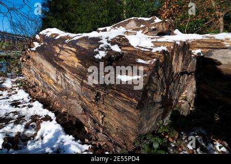 Vecchio tronco d'albero coperto di neve e intemperie che giace a terra a Reading, Berkshire, Inghilterra, Regno Unito Foto Stock