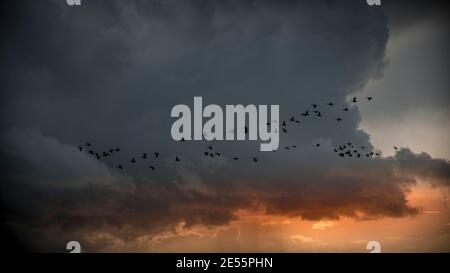 Una formazione di oche sulla costa del Norfolk in un tramonto tempestoso. Foto Stock