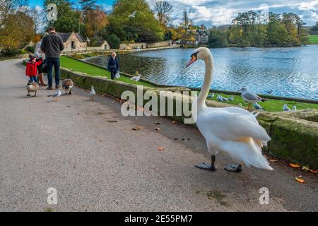 Gli uccelli seguono una famiglia che sta dando fuori il cibo. Foto Stock