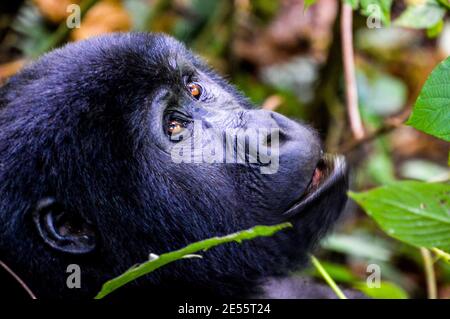 Un primo piano di una giovane gorilla durante un trekking nel Parco Nazionale di Bwindi in Uganda. Foto Stock