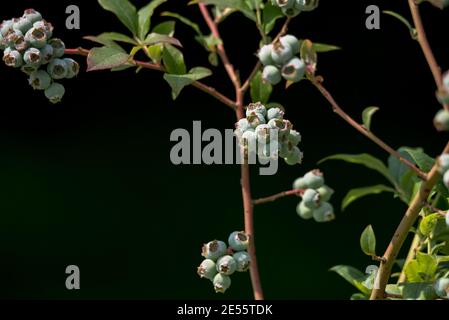 Mirtilli americani sugli arbusti. Frutta verde non matura ai raggi del sole. Frutta sana matura in giardino. Foto Stock