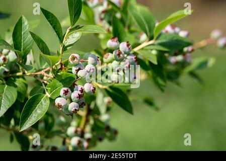 Mirtilli americani sugli arbusti. Frutta verde non matura ai raggi del sole. Frutta sana matura in giardino. Foto Stock