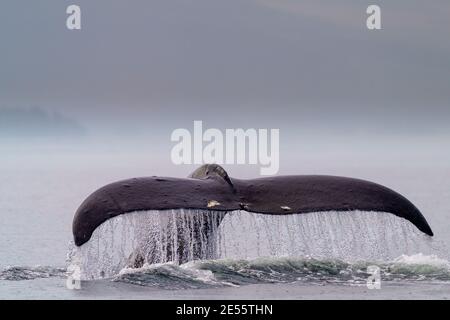 La megattere (Megaptera novaaaaeangliae) chiamò Domino sollevando la sua coda-fluke prima di andare per un'immersione più profonda, in una giornata piovosa al largo di Malcolm Island vicino Th Foto Stock