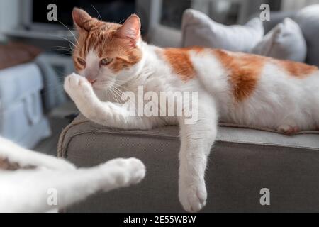 gatto marrone e bianco con gli occhi gialli distesi sul divano, leccano la zampa Foto Stock