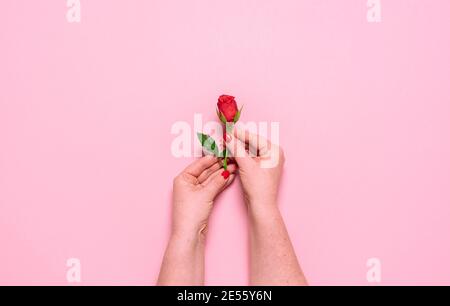 Una sola rosa rossa tenuta in mano, su sfondo rosa. Appartamento per San Valentino e giorno della donna. Concetto di amore e fragilità. Donna che tiene un fiore Foto Stock