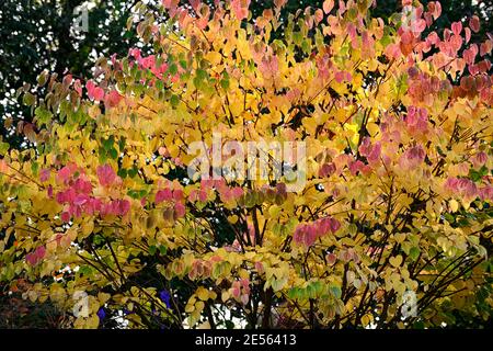 Cercidiphyllum japonicum Heronswood Globe, katsura Heronswood Globe, foglie di giallo dorato, arancio giallo dorato fogliame,autunno,autunnale,autunno,colori,colo Foto Stock