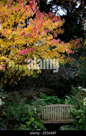 Cercidiphyllum japonicum Heronswood Globe, katsura Heronswood Globe, foglie di giallo dorato, arancio giallo dorato fogliame,autunno,autunnale,autunno,colori,colo Foto Stock