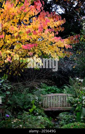 Cercidiphyllum japonicum Heronswood Globe, katsura Heronswood Globe, foglie di giallo dorato, arancio giallo dorato fogliame,autunno,autunnale,autunno,colori,colo Foto Stock