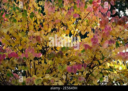 Cercidiphyllum japonicum Heronswood Globe, katsura Heronswood Globe, foglie di giallo dorato, arancio giallo dorato fogliame,autunno,autunnale,autunno,colori,colo Foto Stock