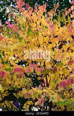 Cercidiphyllum japonicum Heronswood Globe, katsura Heronswood Globe, foglie di giallo dorato, arancio giallo dorato fogliame,autunno,autunnale,autunno,colori,colo Foto Stock