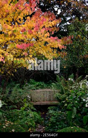 Cercidiphyllum japonicum Heronswood Globe, katsura Heronswood Globe, foglie di giallo dorato, arancio giallo dorato fogliame,autunno,autunnale,autunno,colori,colo Foto Stock