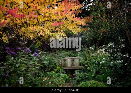 Cercidiphyllum japonicum Heronswood Globe, katsura Heronswood Globe, foglie di giallo dorato, arancio giallo dorato fogliame,autunno,autunnale,autunno,colori,colo Foto Stock