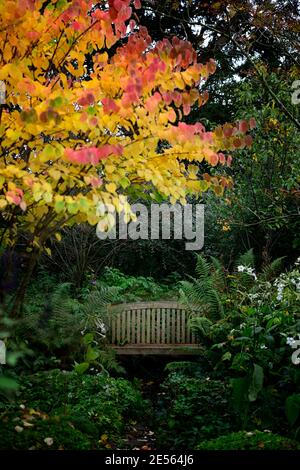 Cercidiphyllum japonicum Heronswood Globe, katsura Heronswood Globe, foglie di giallo dorato, arancio giallo dorato fogliame,autunno,autunnale,autunno,colori,colo Foto Stock