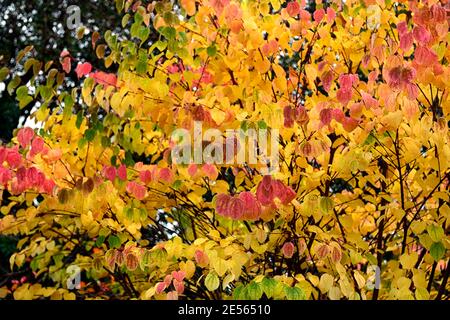 Cercidiphyllum japonicum Heronswood Globe, katsura Heronswood Globe, foglie di giallo dorato, arancio giallo dorato fogliame,autunno,autunnale,autunno,colori,colo Foto Stock