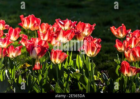 Tulipani rossi Tulipa in un letto di fiori retroilluminati dal sole. Foto Stock