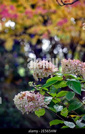 Hydrangea Vanilla Fraise,panicle rosa bianco,panicles,fiori,autunno,autunno,colore,colori,Cercidiphyllum japonicum Heronswood Globe,katsura Heronswood Gl Foto Stock