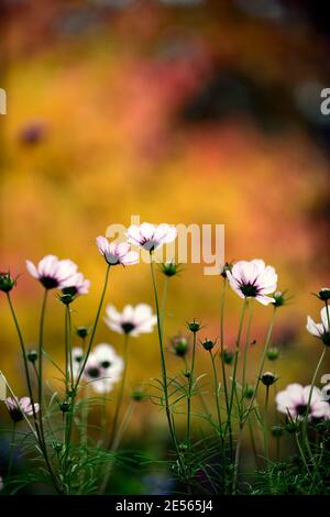 COSMOS bipinnatus Candy Stripe,Cercidiphyllum japonicum Heronswood Globe in background,katsura Heronswood Globo, foglie di giallo dorato, ora di giallo dorato Foto Stock