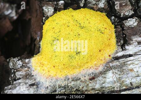 Fuligo septica, fango di una stampo noto come il cane vomito slime stampo, uova strapazzate slime o fiori di tan Foto Stock