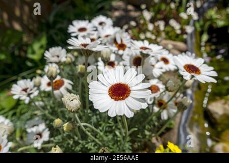 Primo piano di Rhodanthemum 'occhi africani' marocchini margherita fiori bianchi in primavera. Foto Stock