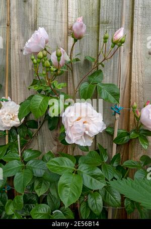 Primo piano di rosa pallido 'il giardiniere generoso' che cresce su una recinzione in legno nel giardino in estate. Foto Stock