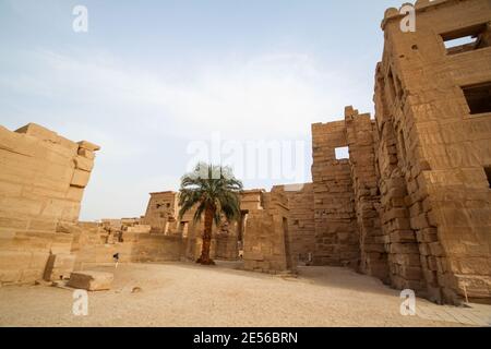 Una palma che si trova sola nella corte del tempio di Ramses III, Tebe Foto Stock