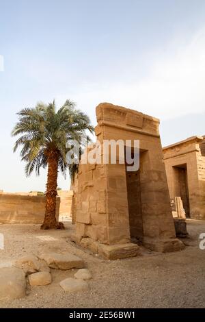 Una palma che si trova sola nella corte del tempio di Ramses III, Medinet Habu, Tebe Foto Stock