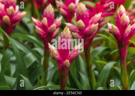 Guzmania Candy, fiore esotico per arrangiamenti, giardino. Natura sfondo Foto Stock