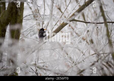 ritratto del comune uccello nero eurasiatico (turdus merula) poggiato su un ramo e circondato da ramoscelli coperti da gelo dopo la tempesta invernale Foto Stock