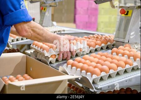 Produzione di uova di pollo di fabbrica. Lavoratore ordinare uova di pollo su trasportatore. Azienda agroalimentare. Foto di alta qualità Foto Stock