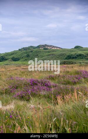 Vista di Warren Hill sopra Hengistbury Head headland riserva naturale gola e erica durante l'estate a Dorset, Inghilterra, Regno Unito Foto Stock