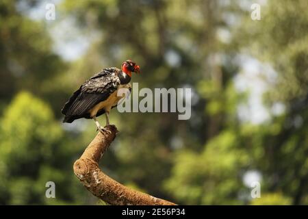 Re Vulture (Sarcoramphus Papa) su un ramo, San Pedrillo, Corcovado, Costa Rica. Re Vulture, è l'uccello più sorprendentemente colorato nella famiglia avvoltoio Foto Stock