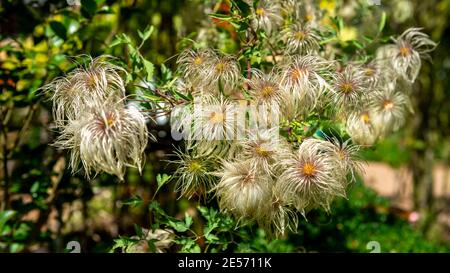 Le teste di semi di ragni di arrampicata Clematis Orientals iniziano a comparire in autunno, in un giardino australiano Foto Stock