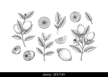 Set di elementi di design al limone disegnati a mano. Limone intero, fetta, ramificazione con fiore e foglie. Illustrazione vettoriale nello stile di schizzo. Piano di richiamo dell'immunità Illustrazione Vettoriale