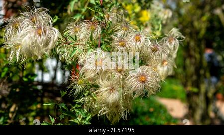 Le teste di semi di ragni di arrampicata Clematis Orientals iniziano a comparire in autunno, in un giardino australiano Foto Stock