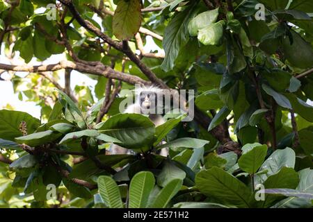 Zanzibar rosso colobus scimmia seduta sull'albero e riposante, visibile faccia scura. Isola di Zanzibar, Tanzania Foto Stock