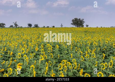 Abbigeri, Karnataka, India - 6 novembre 2013: Ampia vista sul campo di girasole in fiore sotto il paesaggio blu chiaro. Fiori gialli al di sopra del verde ste Foto Stock