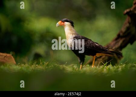 Caracara crestata del Nord - Caracara uccello della famiglia dei Falconidi, già caracara meridionale (plancus) e Guadalupe estinta Foto Stock