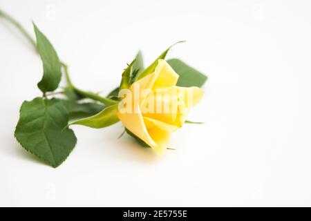 Bella rosa gialla con foglie verdi e petali su pastello sfondo giallo Foto Stock