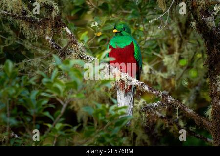 Risplendente Quetzal - Pharomatachrus uccello mocinno nella famiglia trogon, trovato da Chiapas, Messico a Panama occidentale, ben noto per il suo coloratissimo piombo Foto Stock