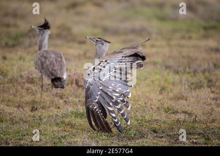 Kori Bustard Ardeotis kori con ali splayed con marcature a piombo E un compagno sullo sfondo in Tanzania Foto Stock