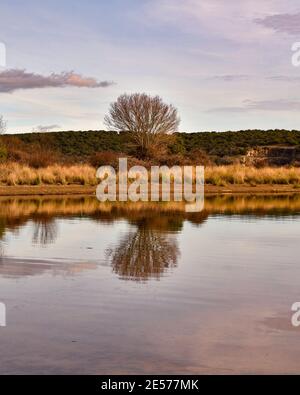 Albero che si riflette in un lago sotto un cielo nuvoloso e luminoso Foto Stock