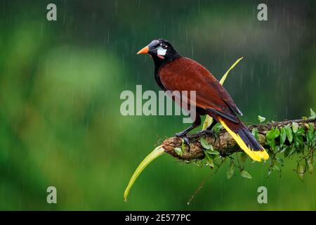 Montezuma Oropunola - Psarocolius montezuma nuovo mondo uccello tropicale icteride, pianura costiera caraibica, Messico, Panama, Nicaragua, Honduras, Costa Foto Stock