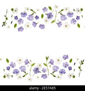 Bordo di bellissimi fiori perivinkle e fresche foglie di primavera su sfondo bianco. 8 marzo, giornata felice delle donne. Foto Stock