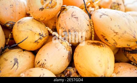 Noci di cocco del re d'oro, un mucchio di noci di cocco crude e mature. Ingrediente di olio di cocco, mercato della frutta in Asia, Isola Hainan in Cina. Foto Stock