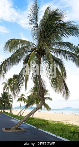 palme sulla spiaggia, Isola di Hainan in Cina, concetto di vacanza e vacanza, stagione estiva, tempo soleggiato, Baia di Shimei, Moonbay Foto Stock