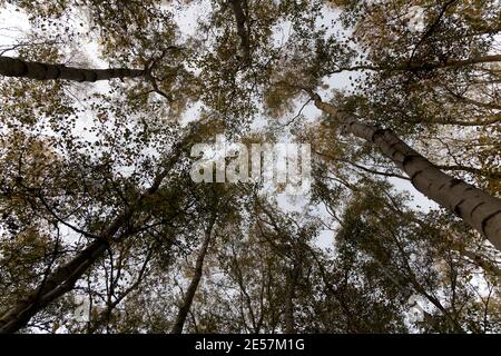 Un cielo autunnale blu pallido sopra un baldacchino in legno di betulla; corone alberate gialle e arancioni su sottili alberi di betulla, quercia e frassino affollano l'interno del bosco Foto Stock