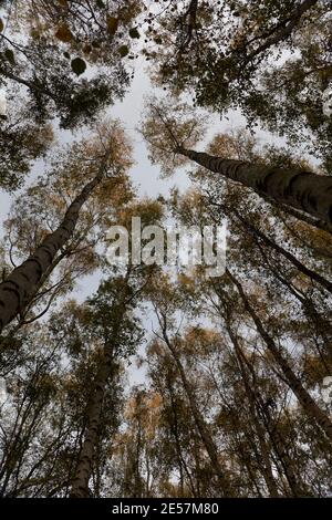 Un cielo autunnale blu pallido sopra un baldacchino in legno di betulla; corone alberate gialle e arancioni su sottili alberi di betulla, quercia e frassino affollano l'interno del bosco Foto Stock