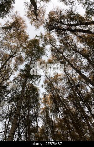 Un cielo autunnale blu pallido sopra un baldacchino in legno di betulla; corone alberate gialle e arancioni su sottili alberi di betulla, quercia e frassino affollano l'interno del bosco Foto Stock
