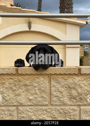 bulldog nero che guarda appoggiato sul muro. casa situata in spagna Foto Stock